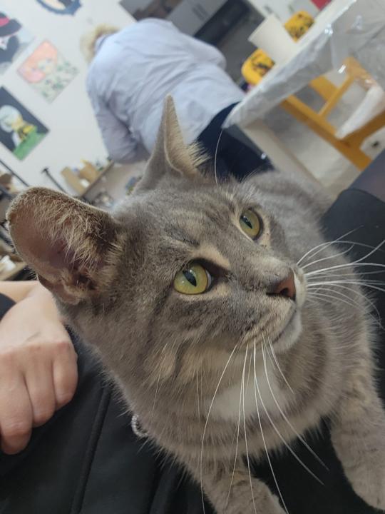 Beslenmede Rutin, Ödül ve Sevgi – Kedi Kalbine Giden Yol Midesinden Geçer