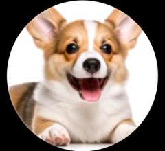 Nthome Stephen Kaunda