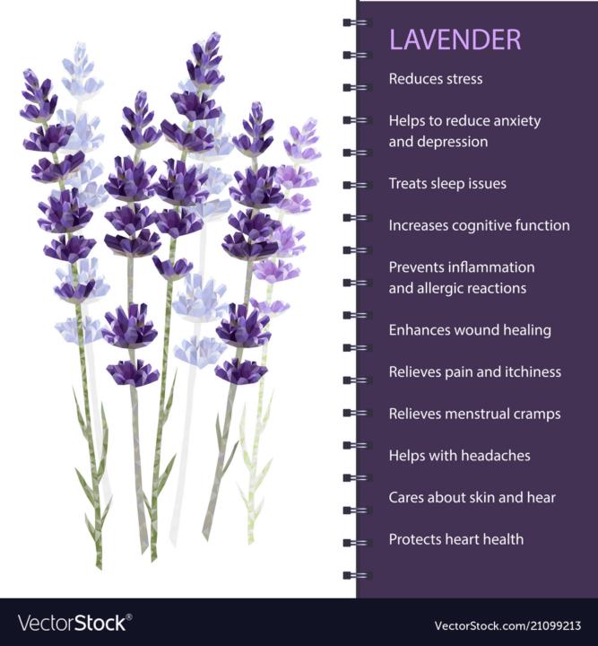 Lavender 💜
