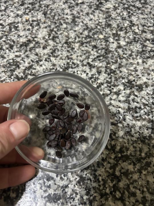 Watermelon 🍉 Seeds