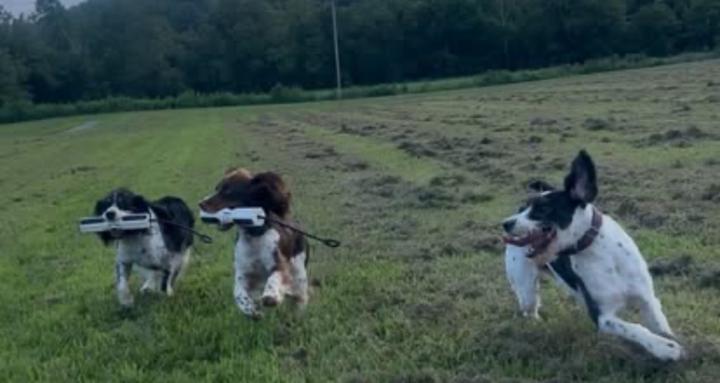 Creek Dogs: Into the Field