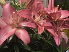 سلطانه الشهراني