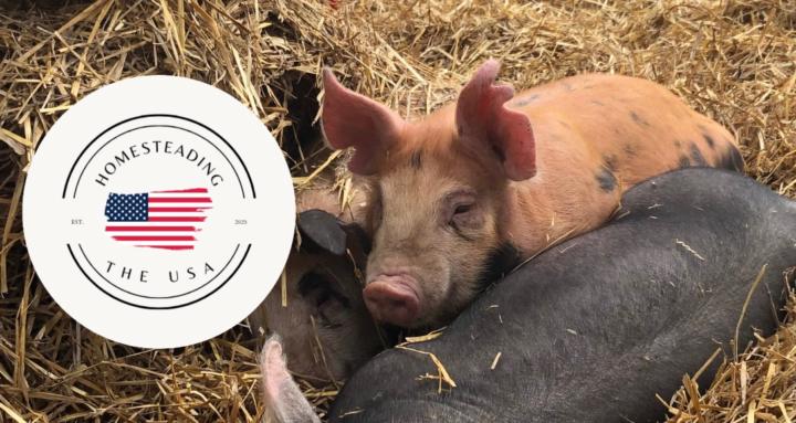 Homesteading The USA