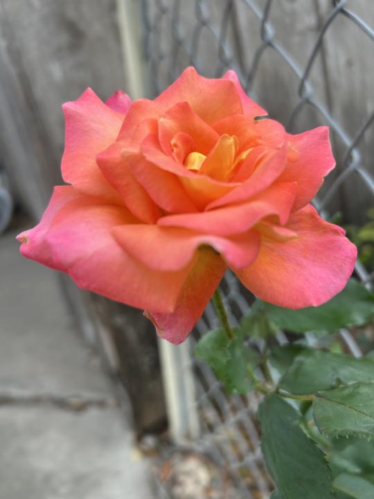 Day 7 Capture The Rapture A New Rose Arose