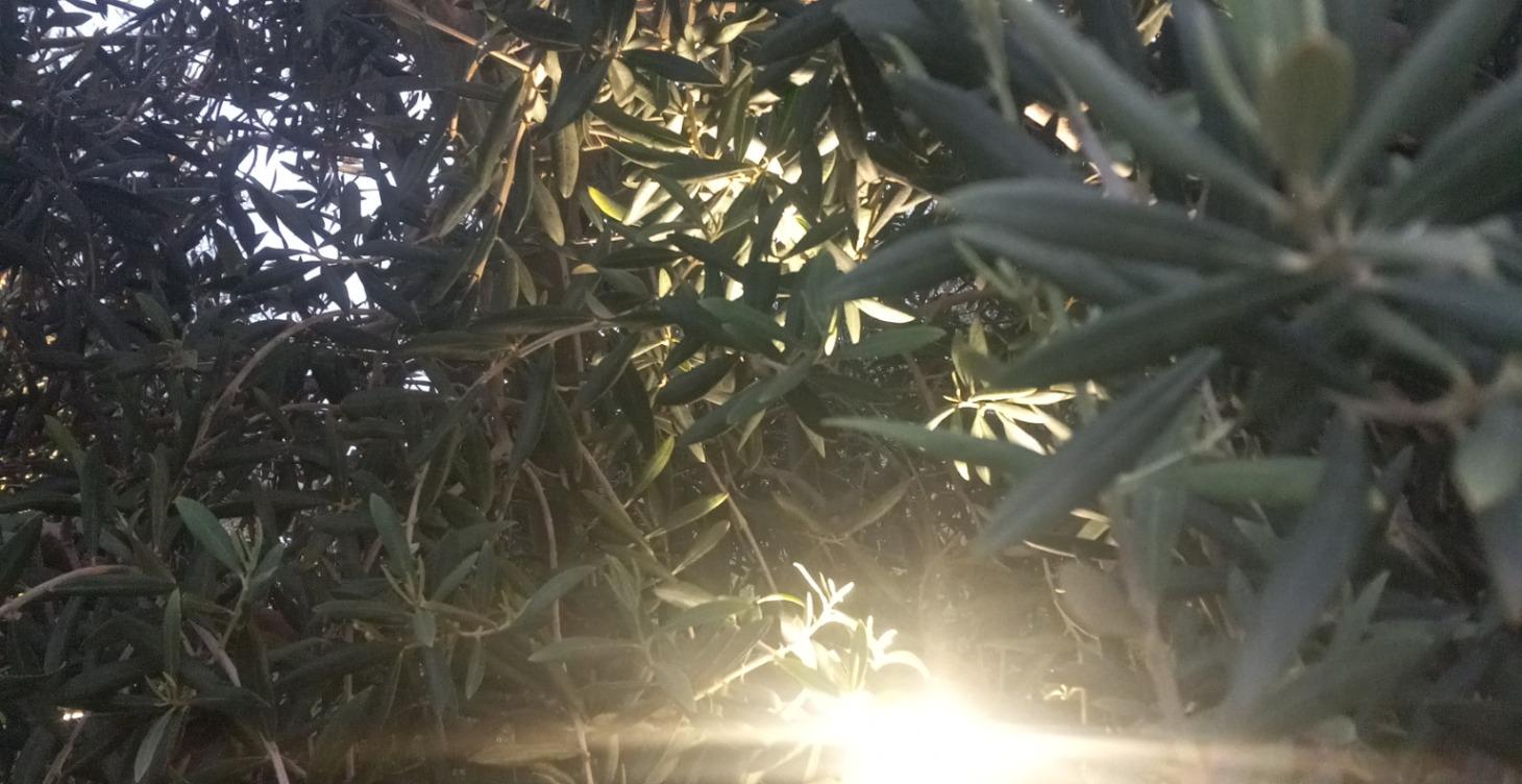 Blood on the leaves