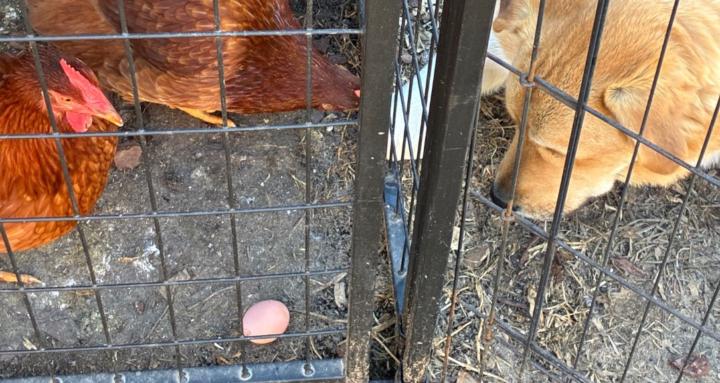 Chix & Roo’s for Beginners