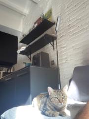 Emile Issa el khoury