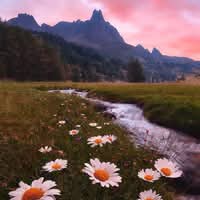 Sadia Shafiq Premium