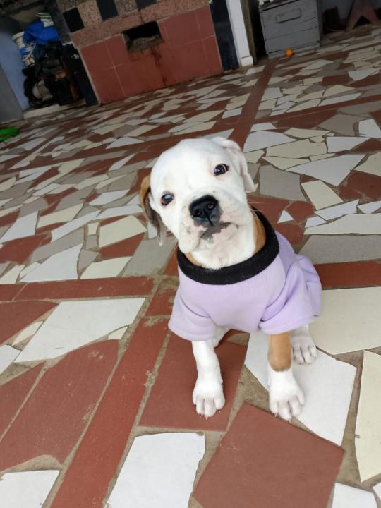 Mauricio Nina Zarate