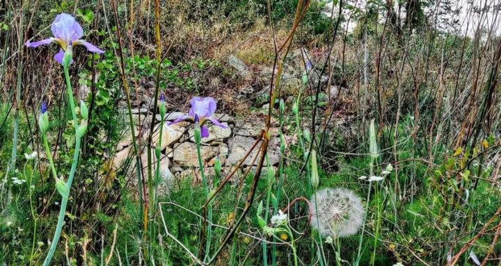 Personalized Plant Guidance