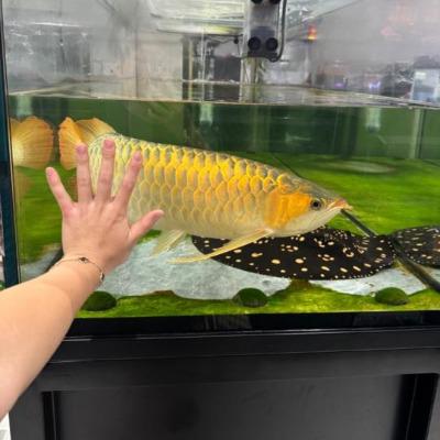 Konstantina Anastasiadou