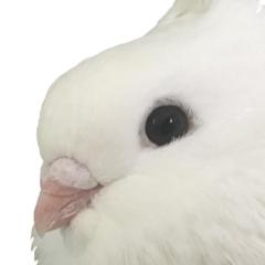 Samarth Ranganathapura Kiran