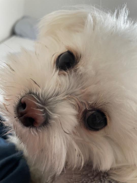 Tino B