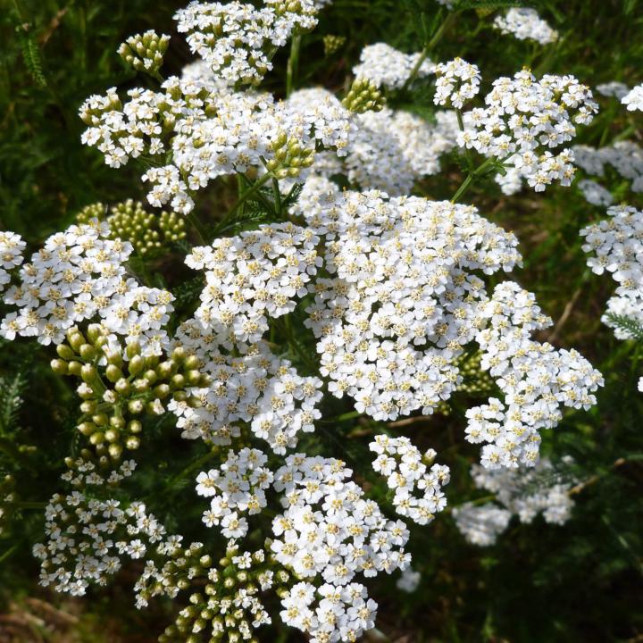 Yarrow- Achillea millefolium
