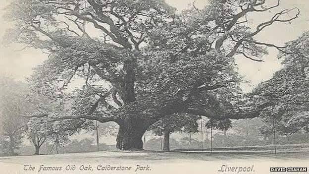 The Allerton Oak, Calderstones Park, Liverpool. UK