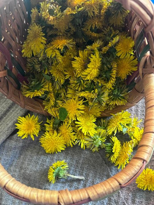 Dandelion syrup/ jam (jelly in US)