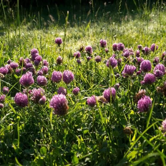 Red Clover- Trifolium pratense 