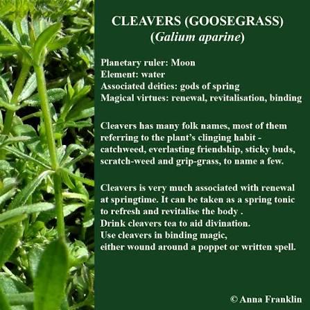 CLEAVERS- GALLIUM APARINE 
