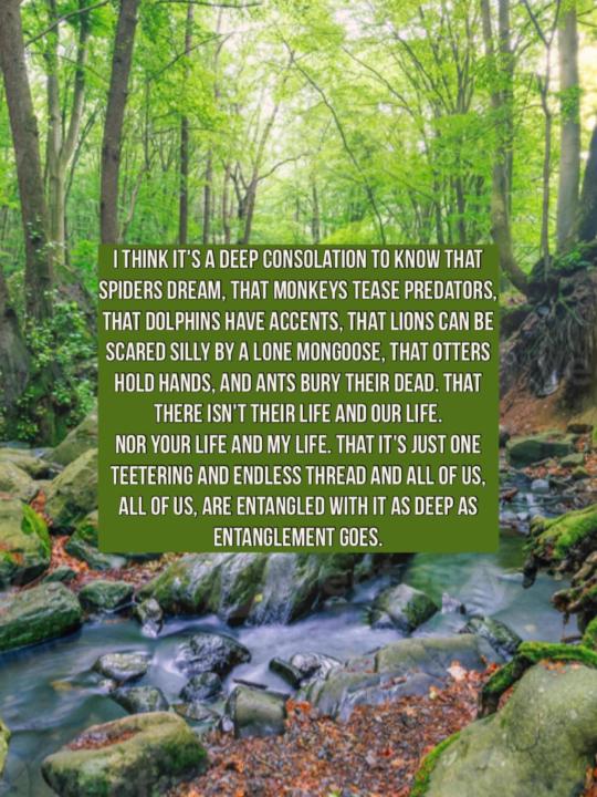 Entanglement and connection 