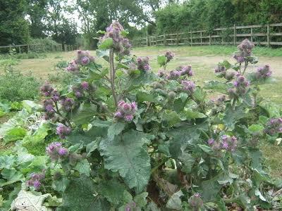 Burdock 