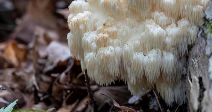 Mushroomist - Women's Group