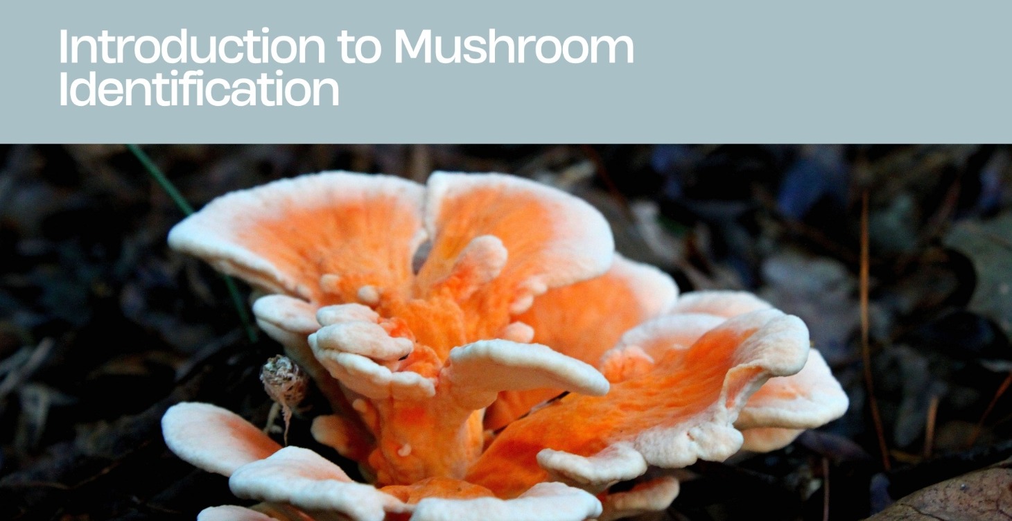 (FREE) Intro To Mushroom Identification