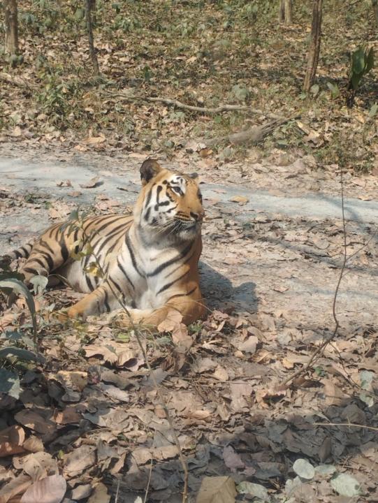 Whitepeaksoft Training