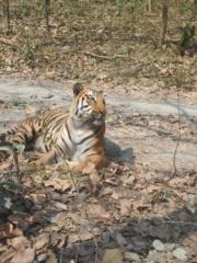 Whitepeaksoft Training