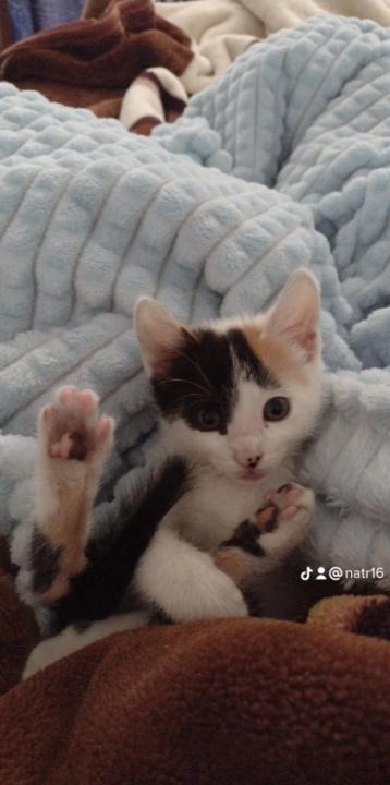 Karol Natalia Rivera Bulla