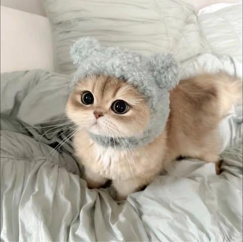林 慧玲