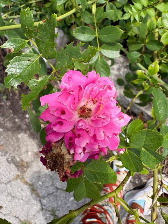 Deaja Vire