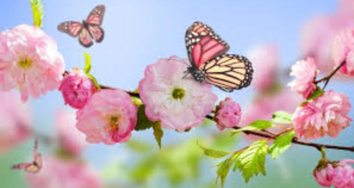 Heal with "The Path of Dreams"