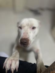 Etson Fernando Woidello