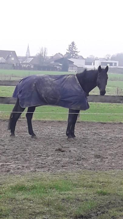 Stefanie Van Lerberghe