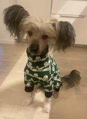 Madeleine Wickström