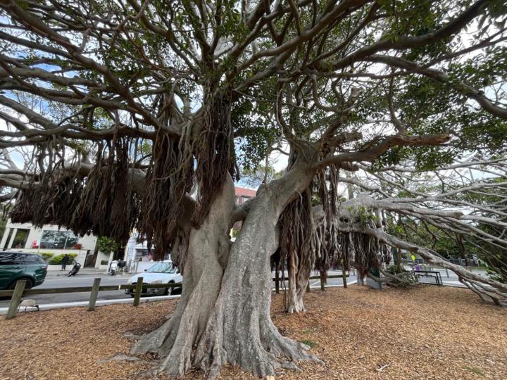 Saturday Prayer 11/22/2025