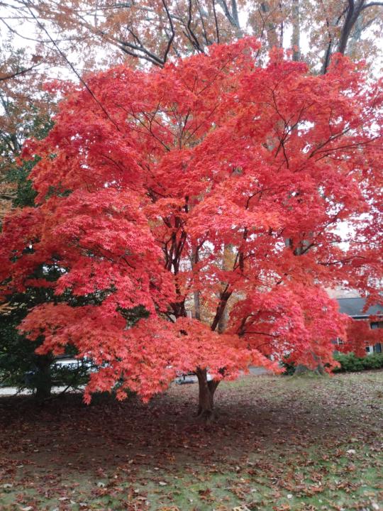 Wednesday Prayer 11/19/2025