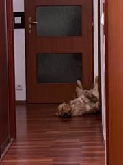 Alexandra Krýšová