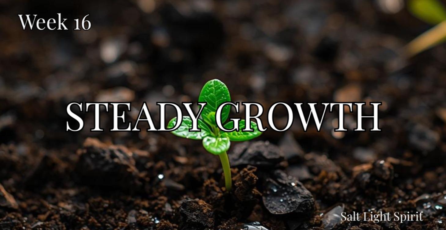 Week 16 — Steady Growth