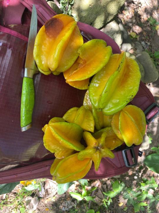 Star fruits 