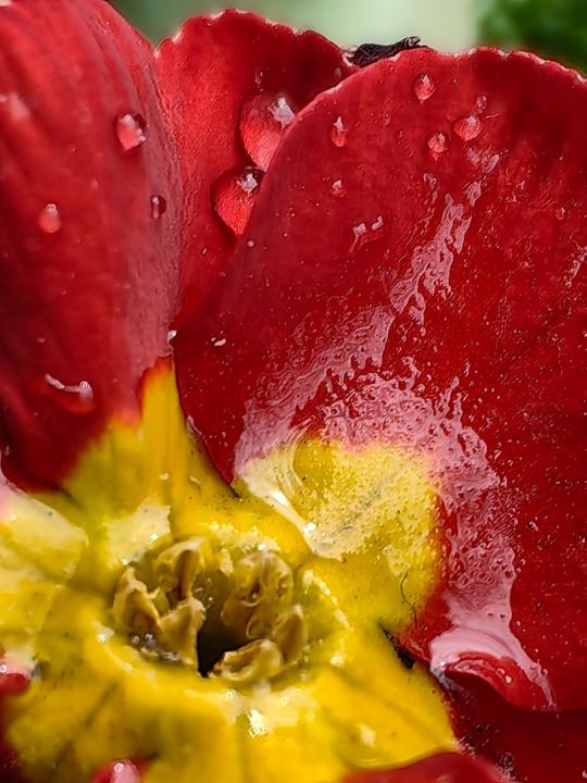 Alexander Chervenkov