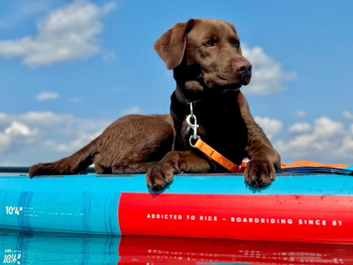 Katarina Hartenstein