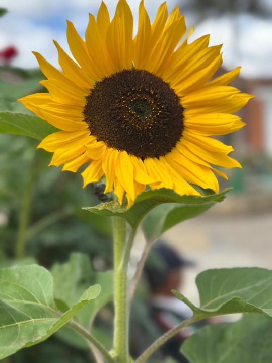 Nelly Azucena Sanchez