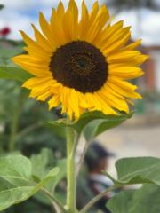 Nelly Azucena Sanchez