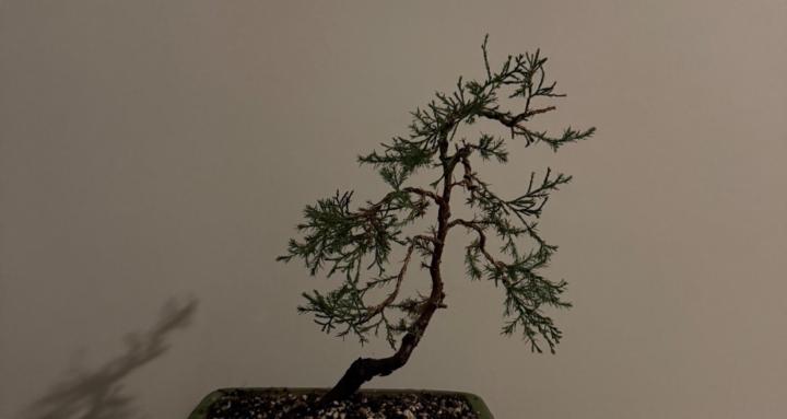 Bonsai Brothers