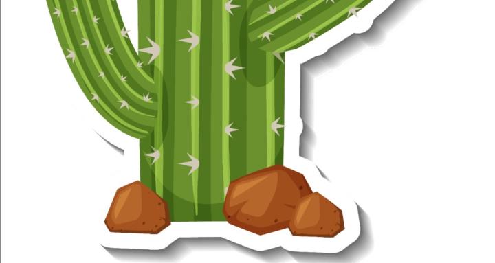 Becoming a Cactus🌵