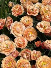 Kerry Ann Erickson-Felps