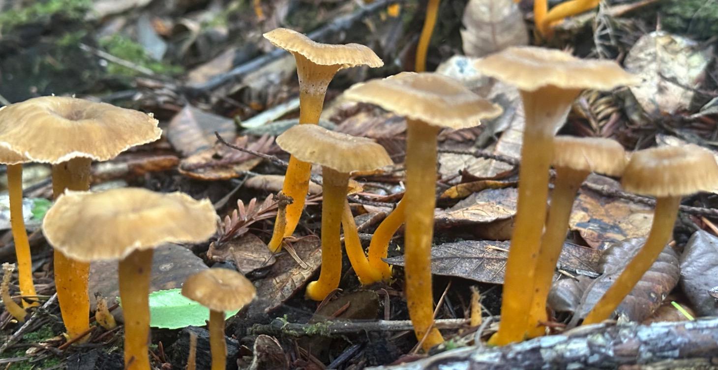Craterellus tubaeformis / Yellowfoot chanterelle