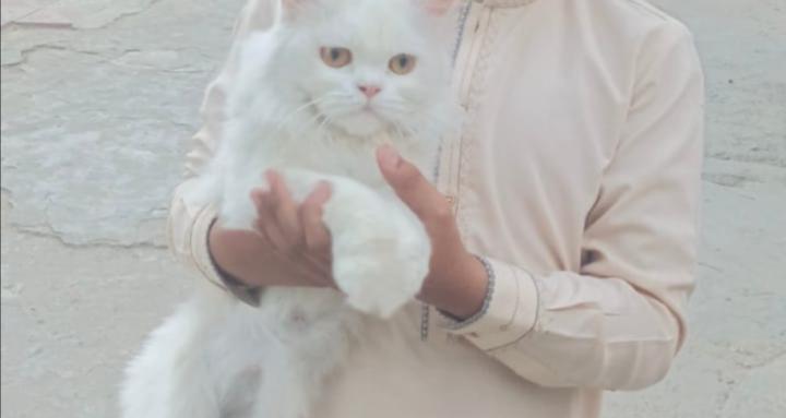 Imran khan and basics rights