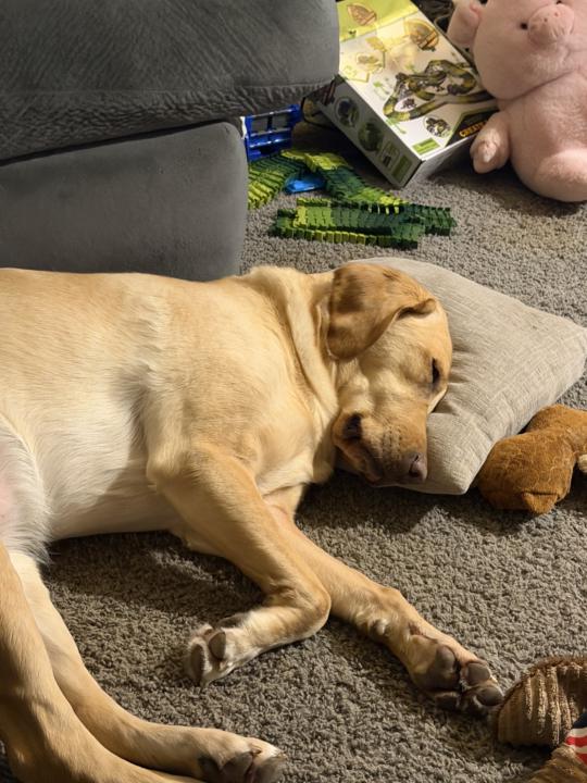 🐶🎨 “Guess The Level”  Pet Edition